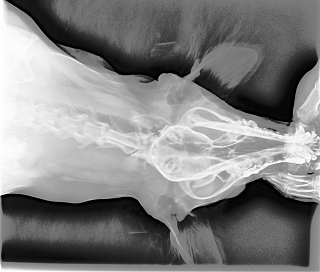 Local Equalize Function - After Local Equalize Function - After