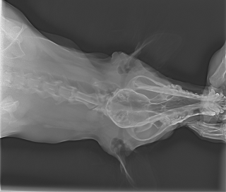 Local Equalize Function - Before Local Equalize Function - Before